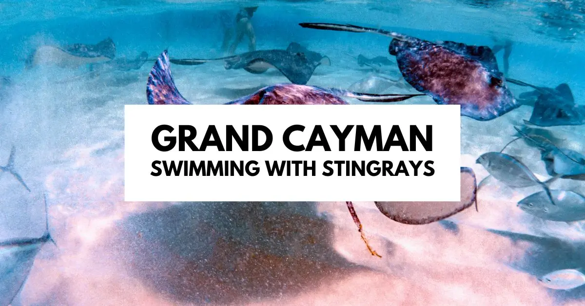 featured blog image image shows several stingrays and small fish swimming in the clear, shallow waters of Grand Cayman, with the text overlay "GRAND CAYMAN SWIMMING WITH STINGRAYS" prominently displayed