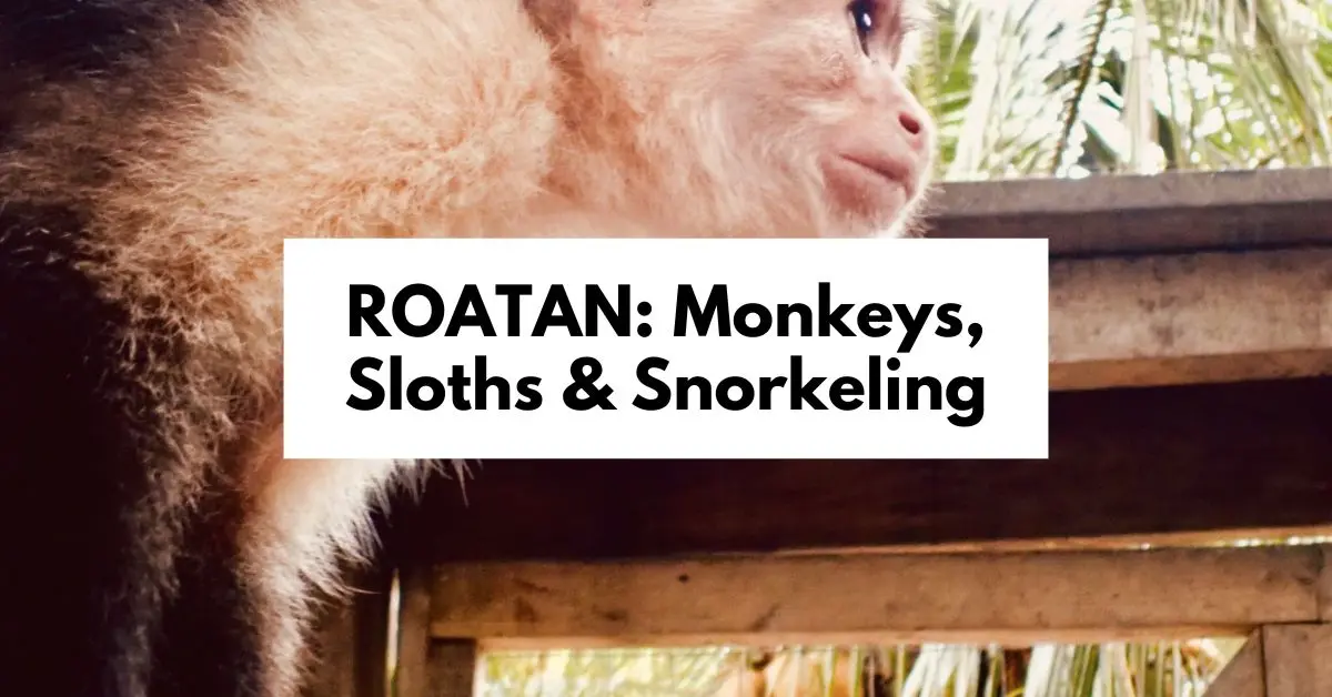 pinterest marketing image of "Roatan: Monkeys, Sloths & Snorkeling" in bold text over a close-up of a monkey, with a background of tropical foliage.