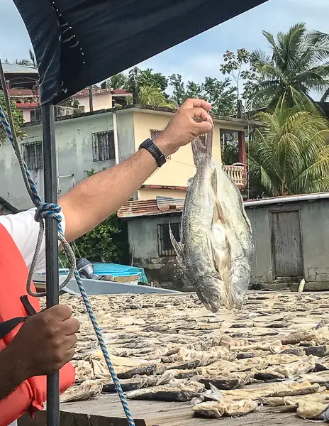 A person holding a fish by the tail, with many more fish laid out to dry in the sun on a platform. In the background, there are houses and palm trees, indicating a local setting in Guatemala.