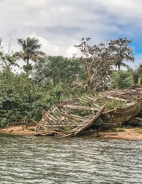 An old, wooden shipwreck along the Rio Dulce shoreline. The structure is partially collapsed and surrounded by lush greenery, including palm trees.