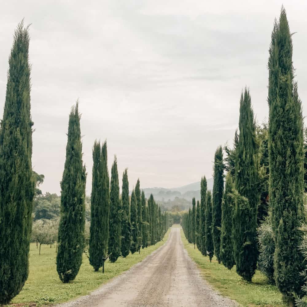Road with cypress trees • A Quick Road Trip to Lucca, Italy