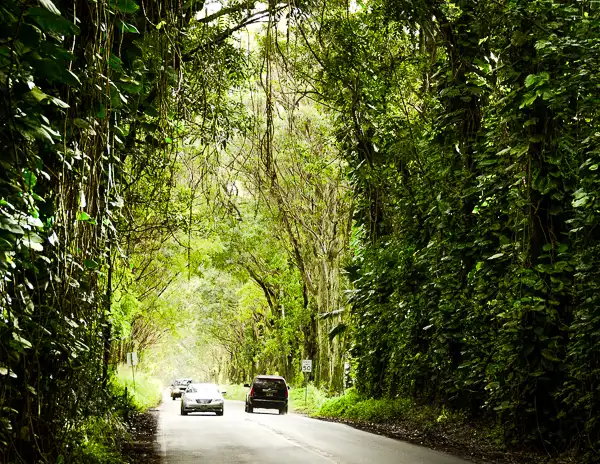 A lush, green tunnel formed by overhanging Eucalyptus trees on a road in Kauai, Hawaii, with several cars driving through, creating a captivating drive through the Tree Tunnel in Kauai.