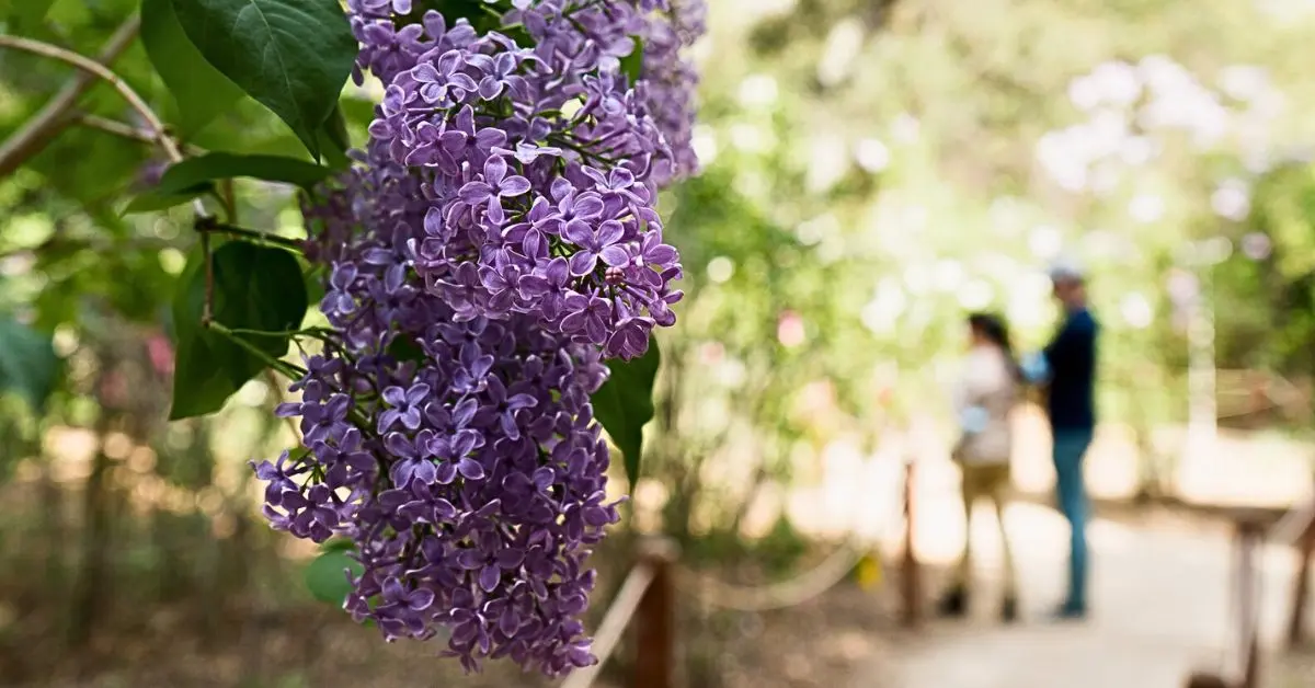 featured image: Close-up of vibrant purple flowers with a blurred background featuring a walking path and two people enjoying a garden setting, symbolizing the beauty of parks and gardens in Pasadena, California.