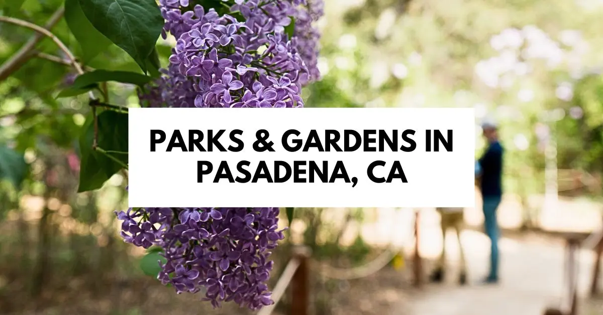 featured image of a close-up of vibrant purple flowers in bloom with a blurred background of a walking path surrounded by greenery, representing parks and gardens in Pasadena, CA.