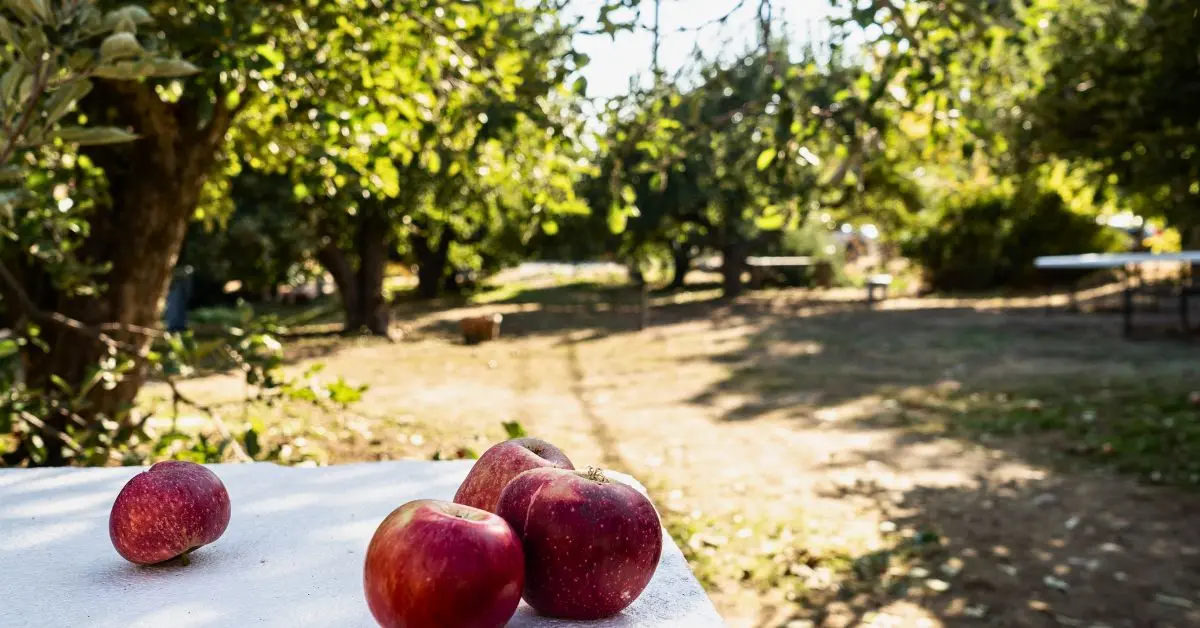 Apples on a table in the foreground with an apple orchard in the background representing one of the great orchards for los angeles apple picking