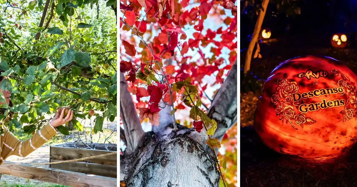 featured image is a a collage of fall-themed photos, including apple picking, colorful autumn leaves, and a carved pumpkin from the Descanso Gardens event, all Los Angeles Fall Activities.