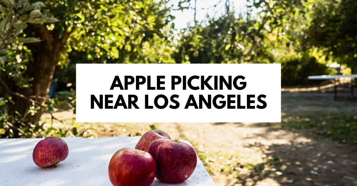 featured blog image of apples on a table with trees in the background, titled 'Apple Picking Near Los Angeles.