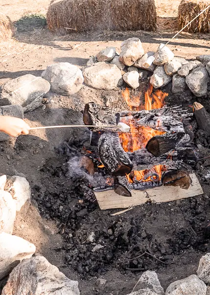 Marshmallows roasting over a bonfire at Willowbrook Apple Farm