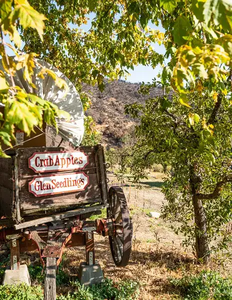 Old wagon with signs for crab apples and Glen Seedlings at Stone Pantry Orchard.