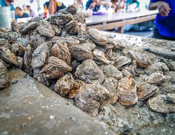 Freshly shucked oysters on ice at the French Market in New Orleans.