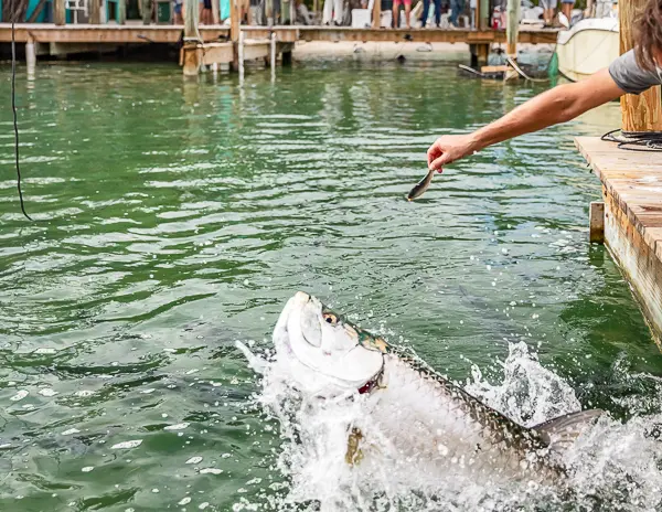 Feeding tarpon at Robbie’s in Islamorada, Florida – a large tarpon leaps out of the water as a person extends a fish from the dock.