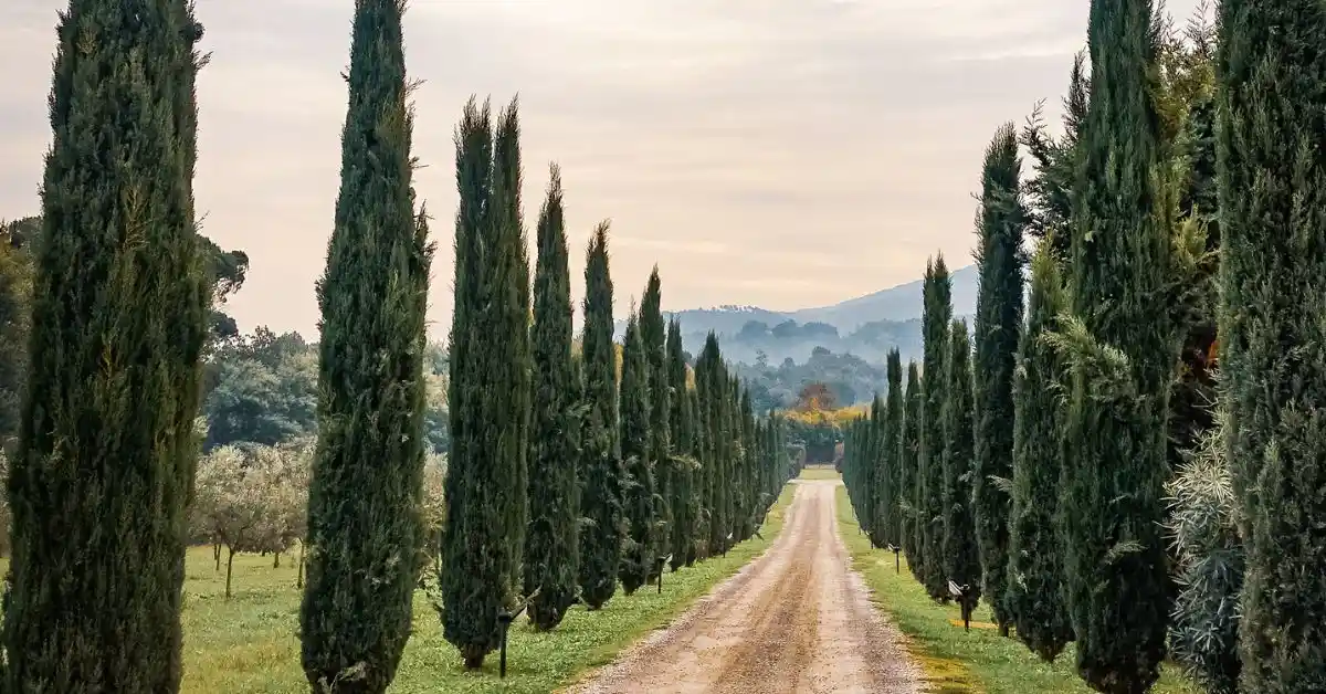 A picturesque dirt road lined with tall cypress trees leading into the rolling hills of the Tuscan countryside.