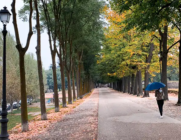 Person walking with a blue umbrella along a tree-lined path on the historic walls of Lucca, Italy, during autumn.