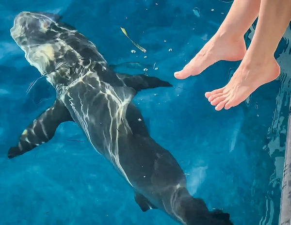 This image shows a person's feet poised above clear blue water, with a large shark swimming just beneath the surface. The shark appears to be in motion, as indicated by the slight ripples and disturbances in the water around it.