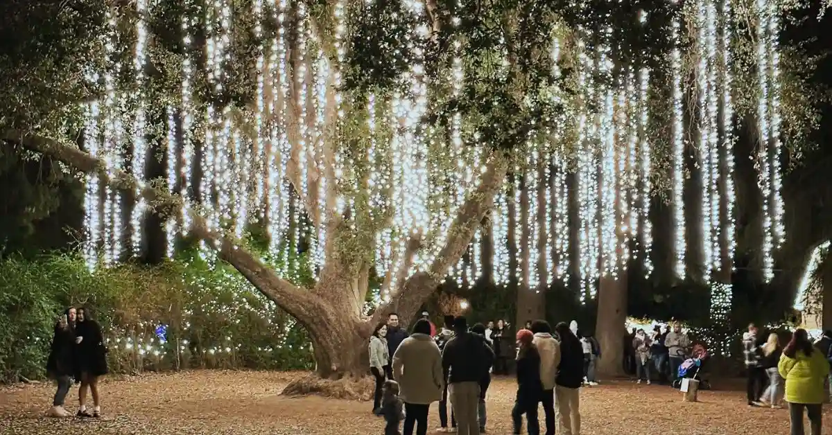 A glowing oak tree decorated with hanging strings of white lights at 123 Farm during Christmastime, with people walking beneath the tree and enjoying the festive atmosphere.