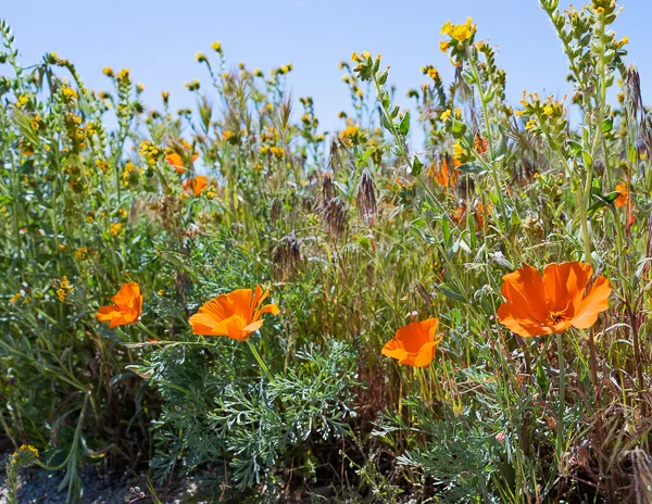 single poppies along the edge of the reserve