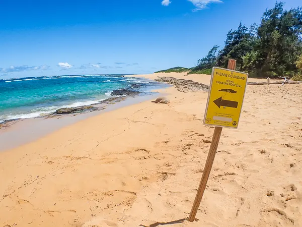A sandy beach with a sign warning visitors to go around a Hawaiian Monk Seal resting area, against a backdrop of blue ocean and lush greenery under a clear sky.