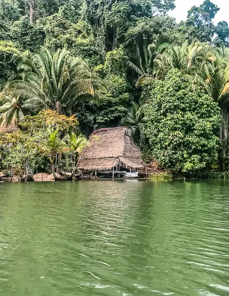 A thatched hut nestled among dense greenery along the Rio Dulce. Palm trees and other lush vegetation surround the hut, creating a picturesque and serene scene.