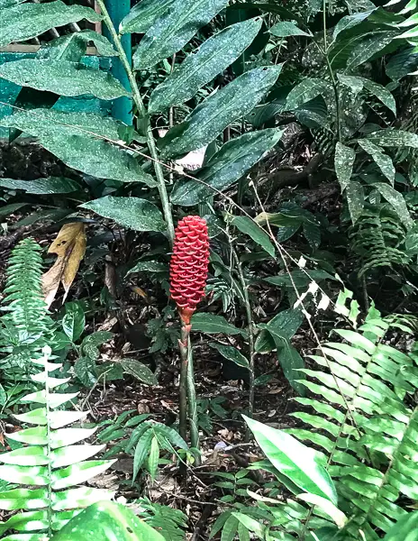 lush greenery in the Rio Dulce region, highlighting a bright red tropical flower standing out against the dense foliage. Ferns and large leaves add to the vibrant jungle atmosphere.