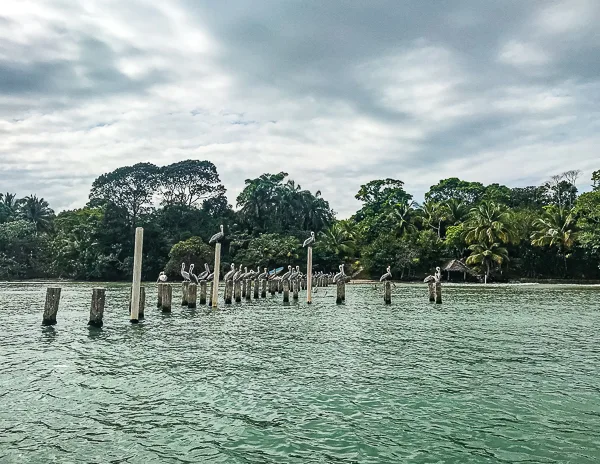 a line of wooden posts in the Rio Dulce, each occupied by a pelican. The background is lush with greenery, including palm trees, against a cloudy sky. The water is calm, providing a serene scene of the pelicans resting on the posts.