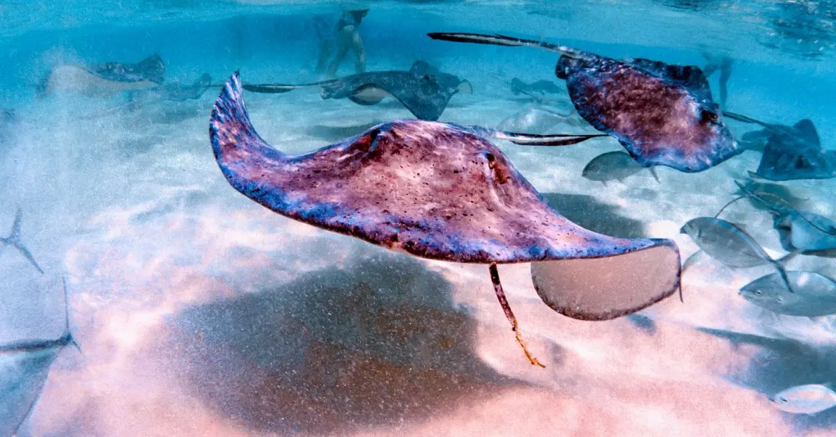 Swimming with Stingrays in Grand Cayman