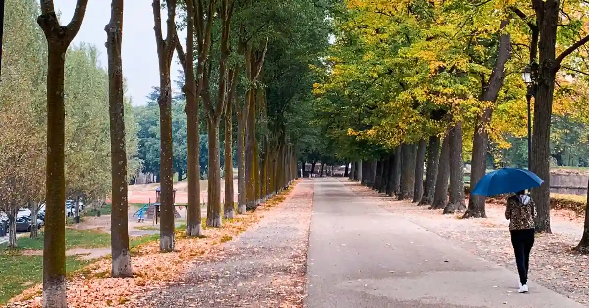 A person walks along a tree-lined path covered in autumn leaves, holding a blue umbrella. The image captures the essence of fall in Italy with vibrant foliage, highlighting the appeal of visiting Italy in October.